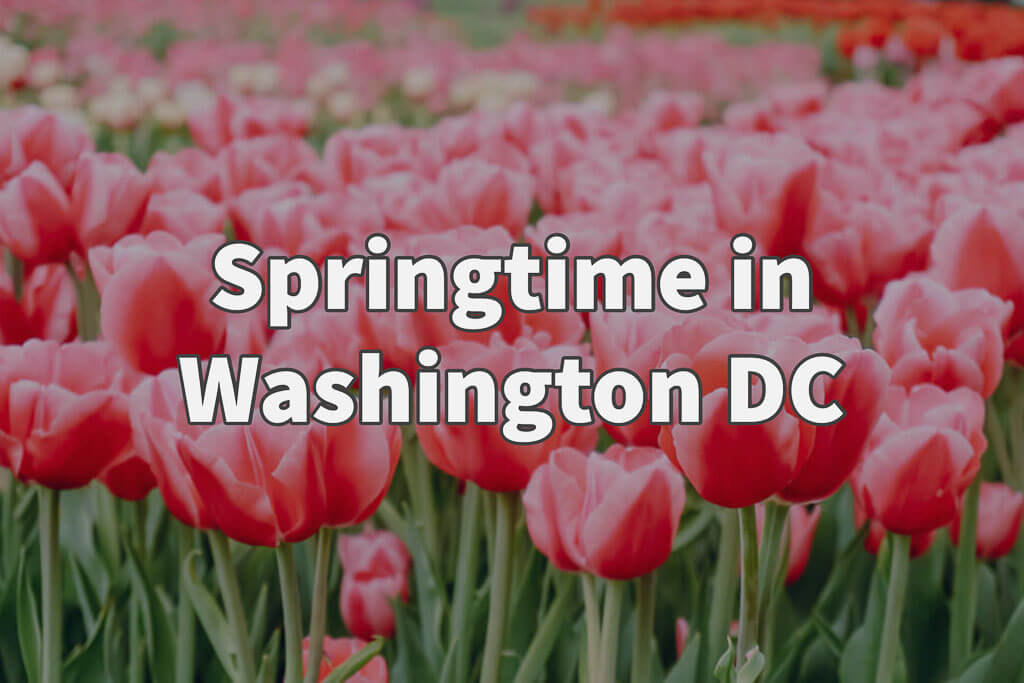Spring Bucket List: 40+ Festivals & New Things to Do in the DMV – NBC4  Washington